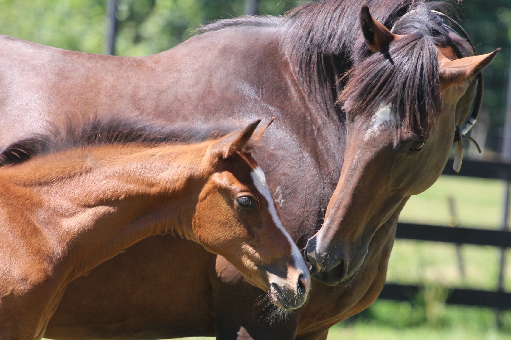 mare and foal